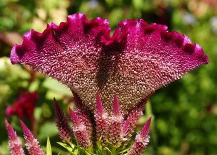 Celosia (67 fotografii) de plantare și de îngrijire, regulile de cultivare