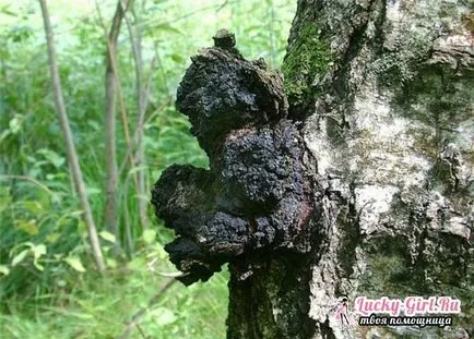 Chaga в онкологията