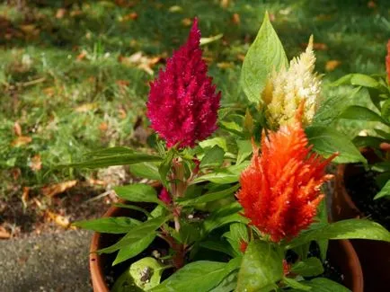 Celosia (67 снимки) засаждане и грижи, правилата за отглеждане