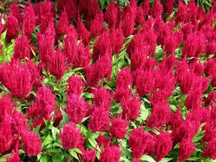 Celosia (67 снимки) засаждане и грижи, правилата за отглеждане