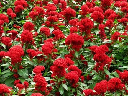 Celosia (67 fotografii) de plantare și de îngrijire, regulile de cultivare