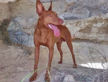 Cirneco Етна снимки, описание на породи кучета, природа