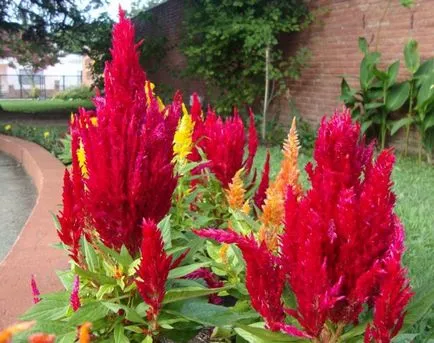 Celosia (67 fotografii) de plantare și de îngrijire, regulile de cultivare