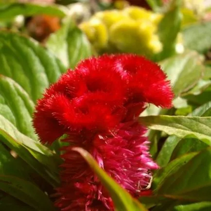 Celosia (70 poze) descriere, soiuri, reguli de plantare de reproducere, în special în combinație cu îngrijire