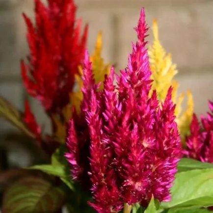 Celosia (70 poze) descriere, soiuri, reguli de plantare de reproducere, în special în combinație cu îngrijire