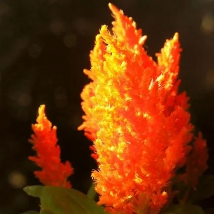 Celosia (70 poze) descriere, soiuri, reguli de plantare de reproducere, în special în combinație cu îngrijire