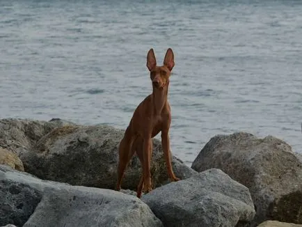 Cirneco Etna - szicíliai kutya