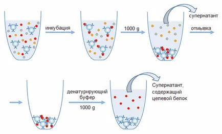 Какво е афинитетна хроматография, афинитетна хроматография видове