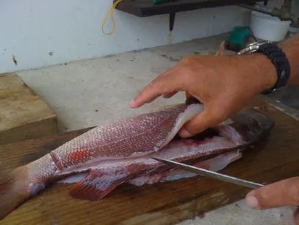 Ce să gătească de la rețete de pește congelat favorit