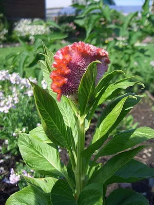 Celosia virág fotó, leírás, ellátás és ültető nyílt terepen celosia