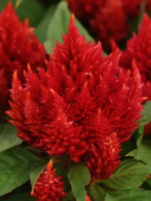 Celosia цветни снимки, описание, грижа и засаждане на открито място celosia