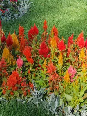 fotografii Celosia flori, descriere, îngrijire și de plantare în sol deschis celosia