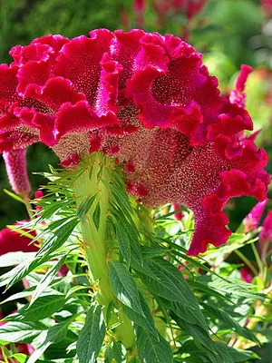 Celosia virág fotó, leírás, ellátás és ültető nyílt terepen celosia