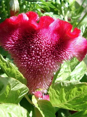 fotografii Celosia flori, descriere, îngrijire și de plantare în sol deschis celosia