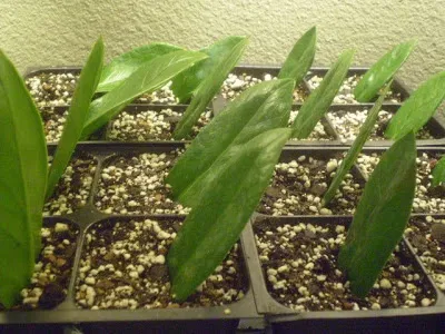 Цвете Zamioculcas - грижи у дома, снимка, размножаване, трансплантация