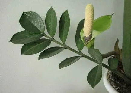 Цвете Zamioculcas - грижи у дома, снимка, размножаване, трансплантация