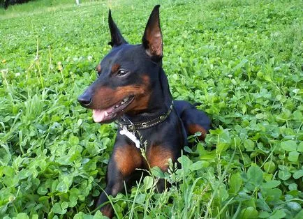 Miniature Pinscher - történet, karakter, az intelligencia és a pszichológia, a tartalom