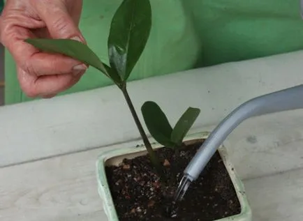 Flower Zamioculcas - îngrijire la domiciliu, fotografie, reproducere, transplant