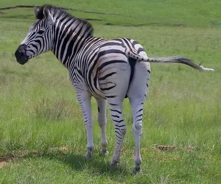 Ce fel de animal este o zebră - animale zebra - animale - altele