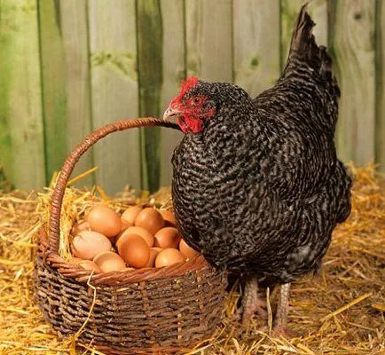Hány élő csirkét tojótyúkok otthon