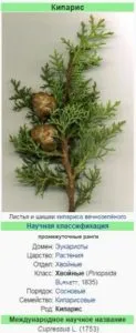 Кипарис как да засадят, да растат, грижа за Cypress