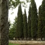 Cypress copac cum să planteze, să crească, de îngrijire pentru Cypress