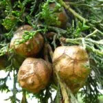 Cypress copac cum să planteze, să crească, de îngrijire pentru Cypress