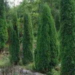 Cypress copac cum să planteze, să crească, de îngrijire pentru Cypress