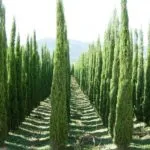 Cypress copac cum să planteze, să crească, de îngrijire pentru Cypress