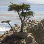 Cypress copac cum să planteze, să crească, de îngrijire pentru Cypress