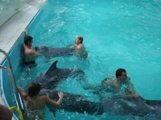 Delfinek die mosolyogva (video, fotó) ~ Delfinárium klórozott börtönben