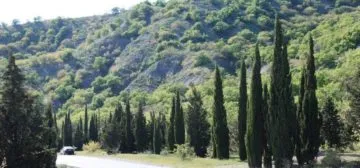 Кипарис как да засадят, да растат, грижа за Cypress