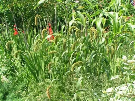 Декоративни треви 15-необичайни видове