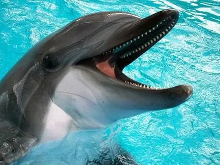 Dolphin (Delphinus) - a szokásos módon az élet egy delfin
