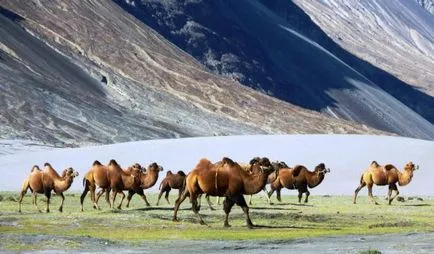 Bactrian Camel neve, érdekes tények, fotók