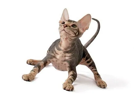 Szfinx macska fajta, fotó, karbantartásáról, vásárol egy cica