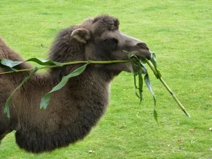 Bactrian Camel neve, érdekes tények, fotók