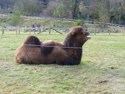 Bactrian Camel neve, érdekes tények, fotók