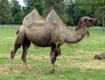 Bactrian Camel neve, érdekes tények, fotók