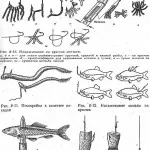Enciklopédia fiatal halász képeket, túra Karélia