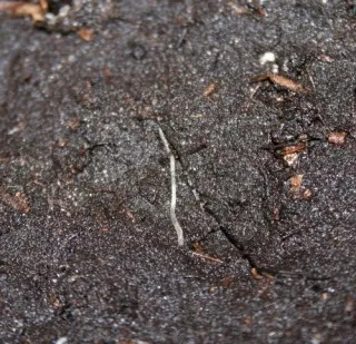 E.albidus cum pentru a obține daune fotografie scăpa de agricultura