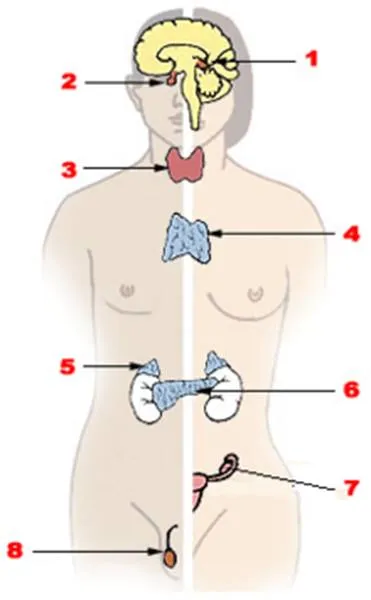 Sistemul endocrin 8