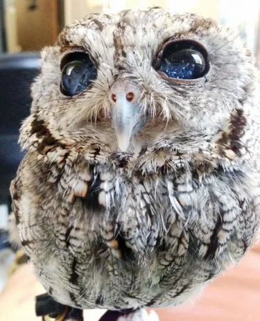 Acest lucru nu este în Photoshop! Întregul univers este în ochii owlet orb