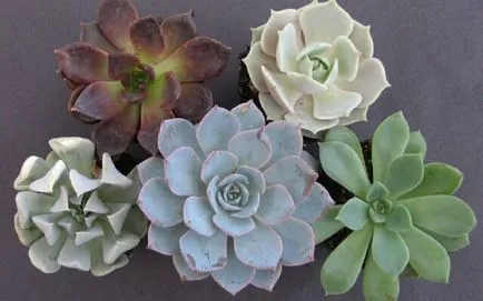 Echeveria грижи у дома