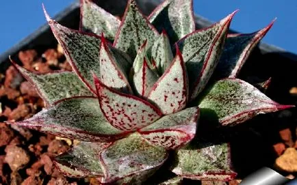 Echeveria otthoni gondozást