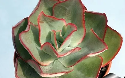 Echeveria otthoni gondozást