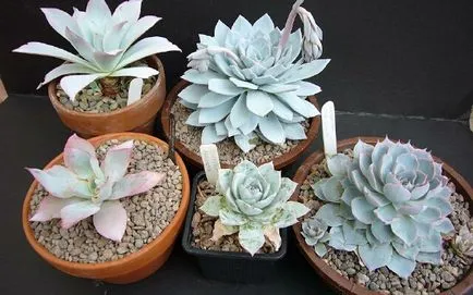 Echeveria otthoni gondozást