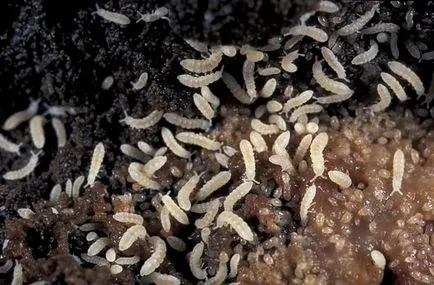 E.albidus cum pentru a obține daune fotografie scăpa de agricultura