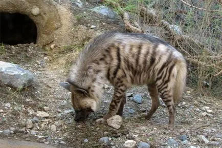 Tények és mítoszok a hiénák