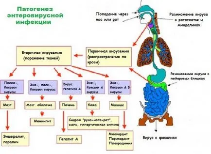 infectia cu enterovirus la copii (inclusiv sugari), primele semne și simptome ale bolii,